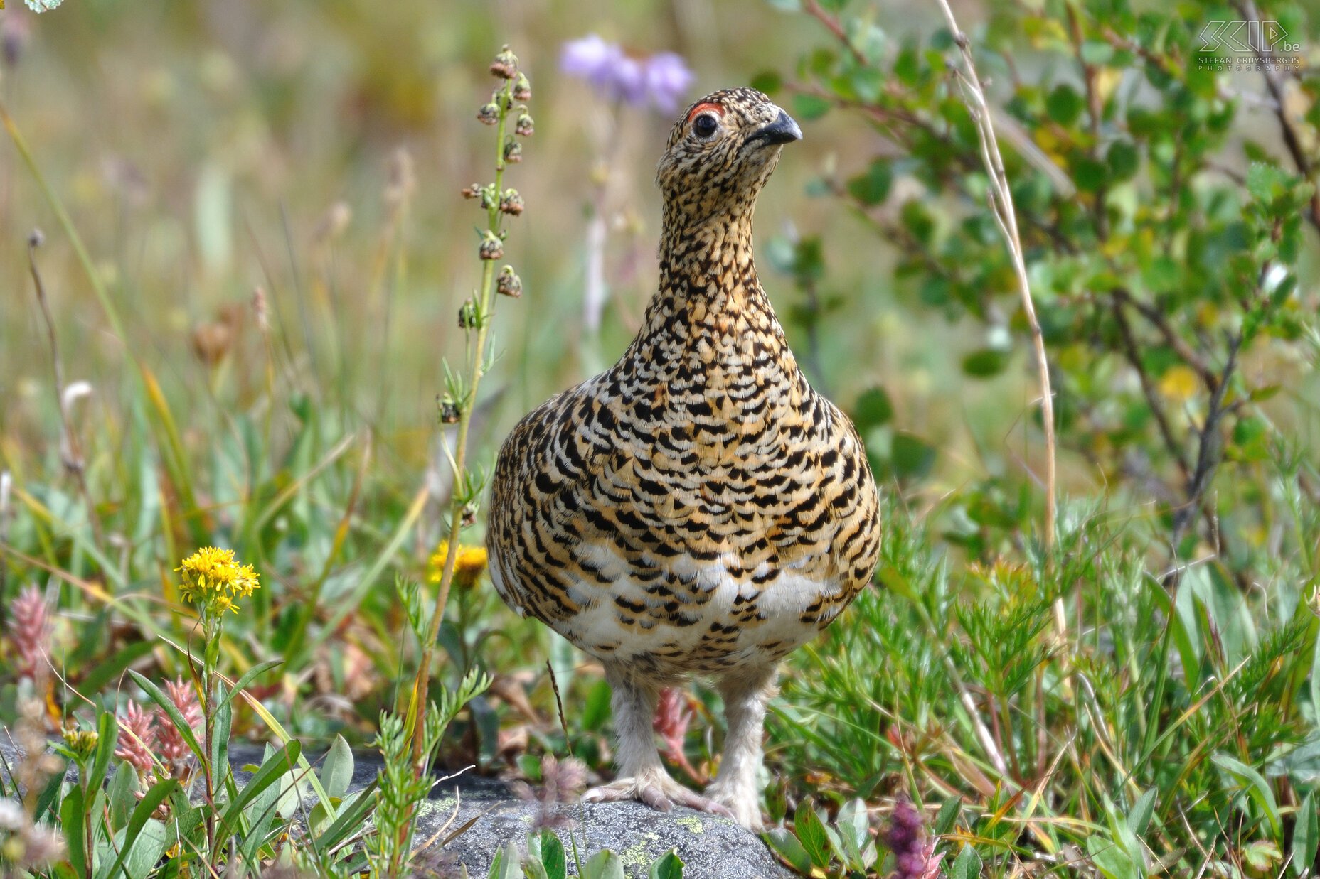 Jasper NP - Tonquin Valley - Willow Grouse  Stefan Cruysberghs